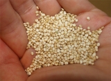 La Anmat incorpor� la quinoa al C�digo Alimentario Argentino