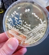 Curso te�rico pr�ctico: Aplicaciones de peptonas en medicina est�tica