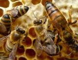 Apiterapia: el �man� para la cura de las grandes enfermedades?